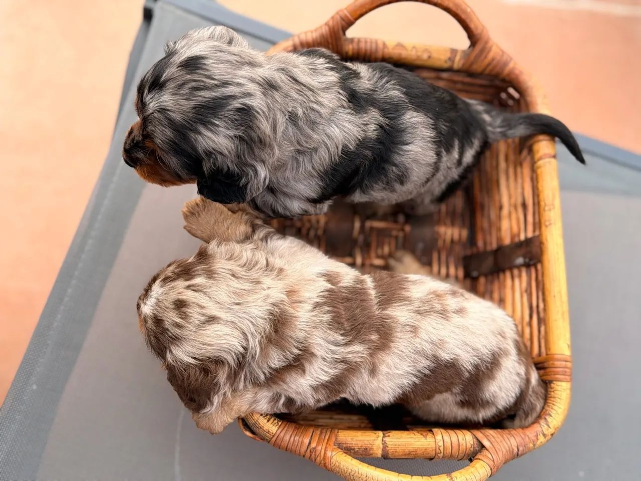 Dachshund Pelo Longo  - Foto 3