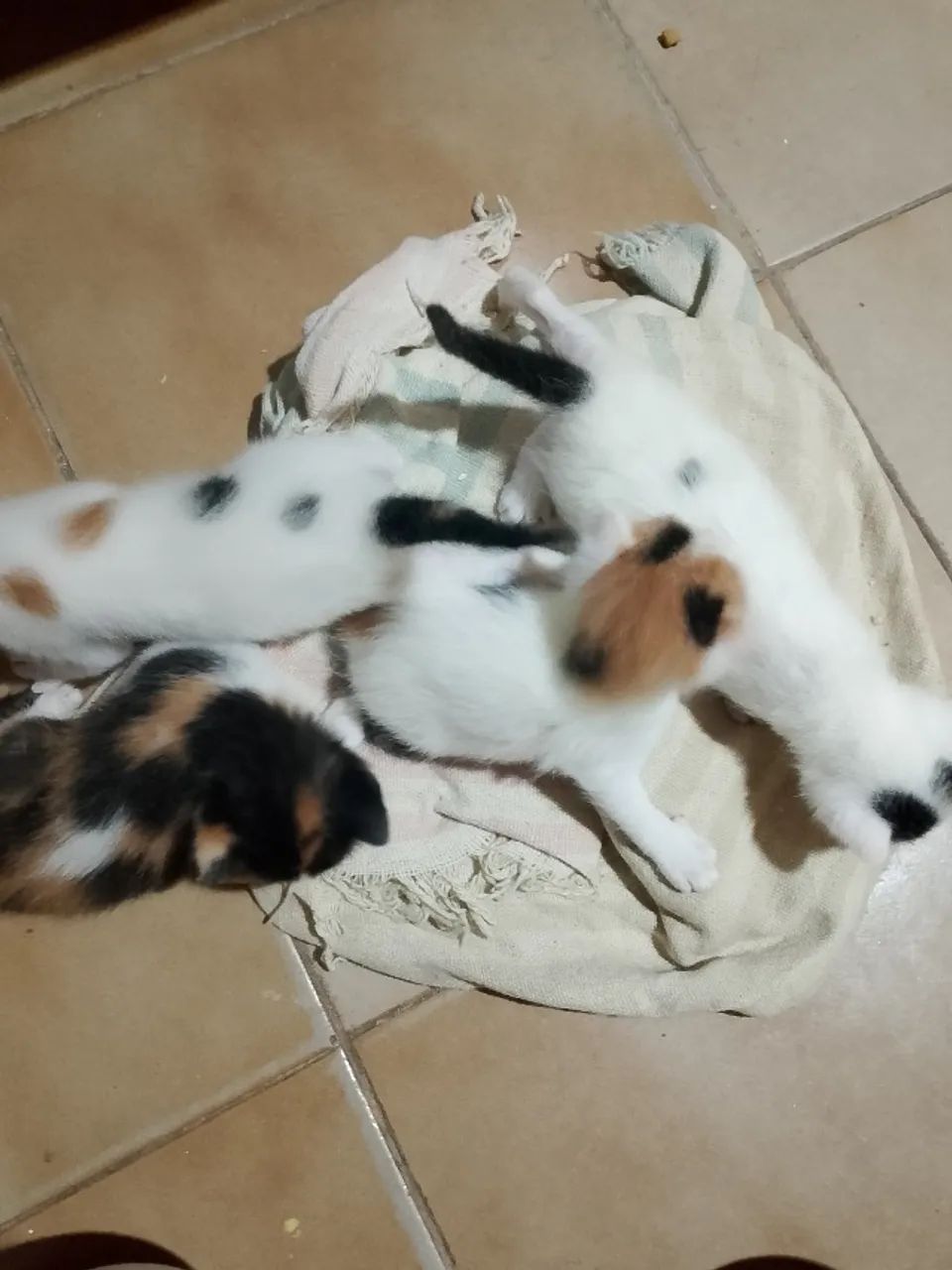 Doação de filhotes de gatos  - Foto 3
