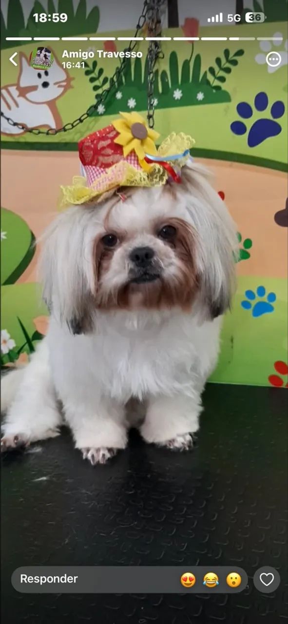Pet - Foto 4
