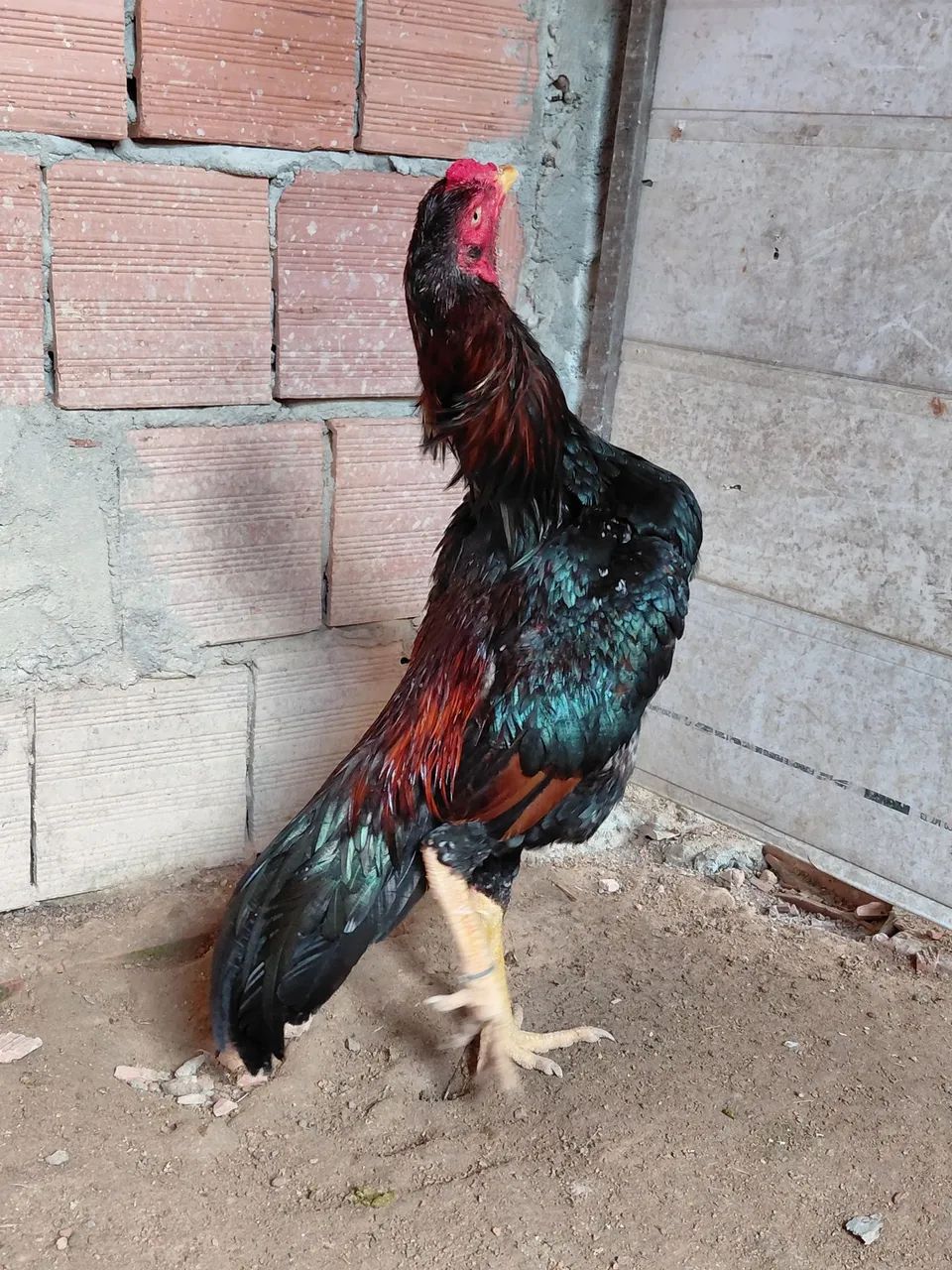 Frango shamo  - Foto 3