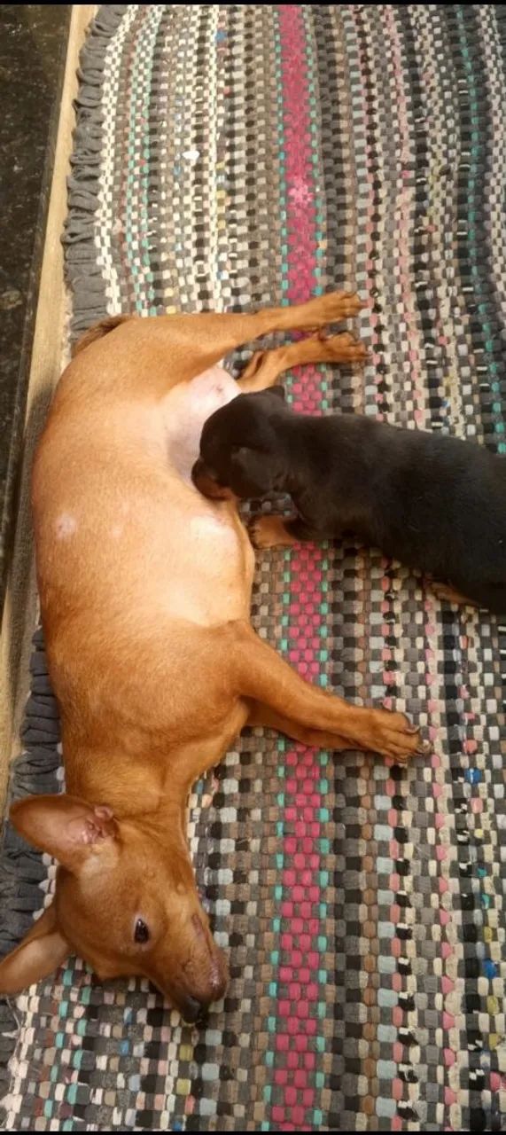 Pinscher bebê macho - Foto 3
