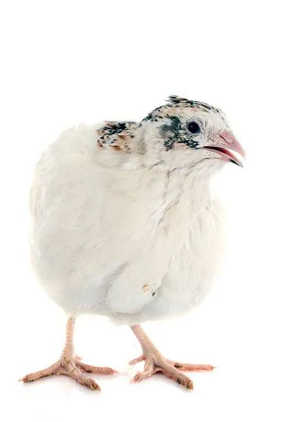 Codornas de vários tamanhos, machos e fêmeas  - Foto 2