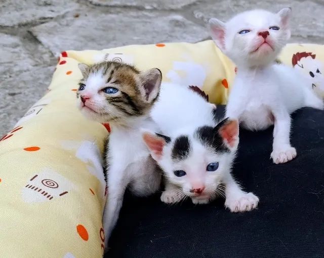 Gatinhos  - Foto 2