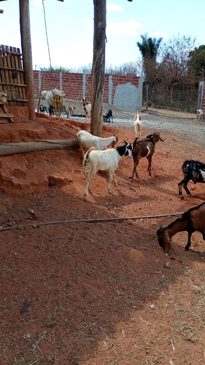 Venda de animais  - Foto 3