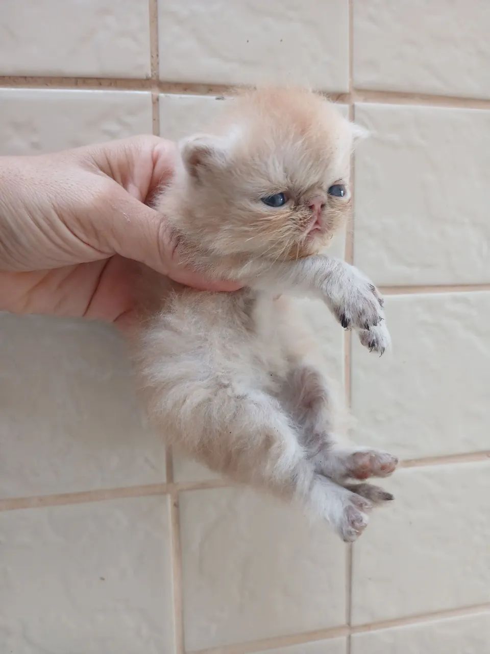 Gato persa  - Foto 5