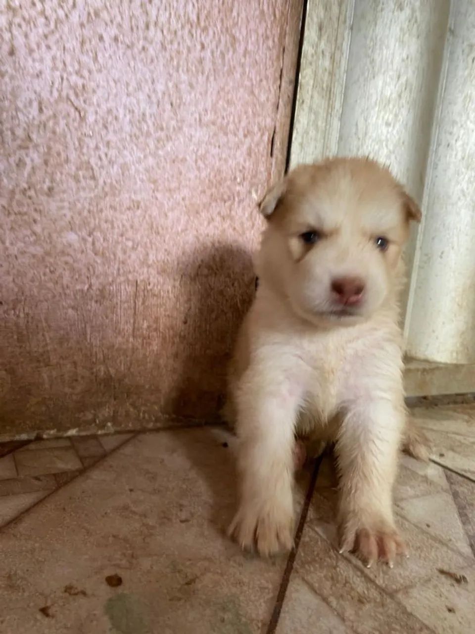 Husky siberiano  - Foto 3