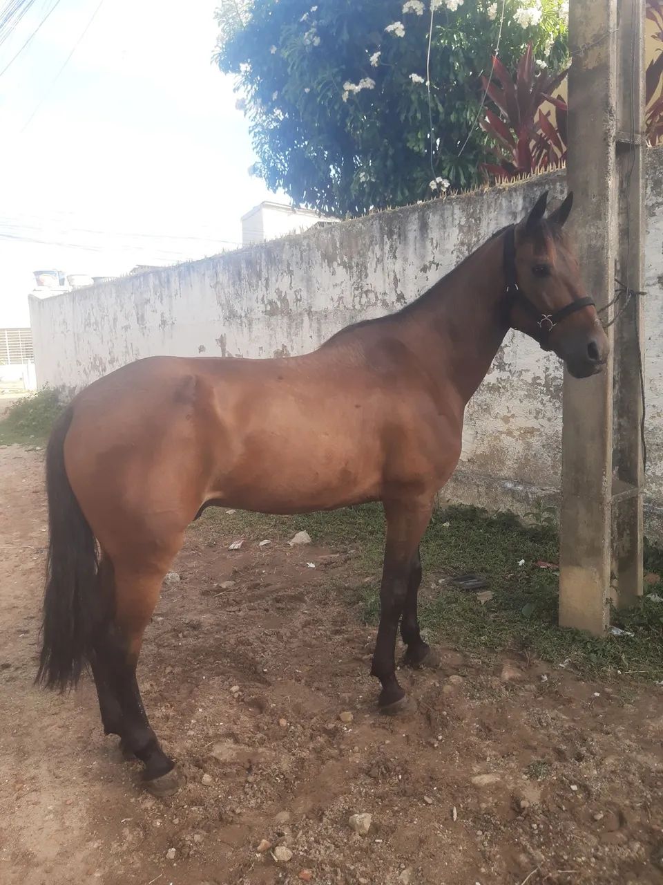 vendo o negão da paixão  - Foto 4