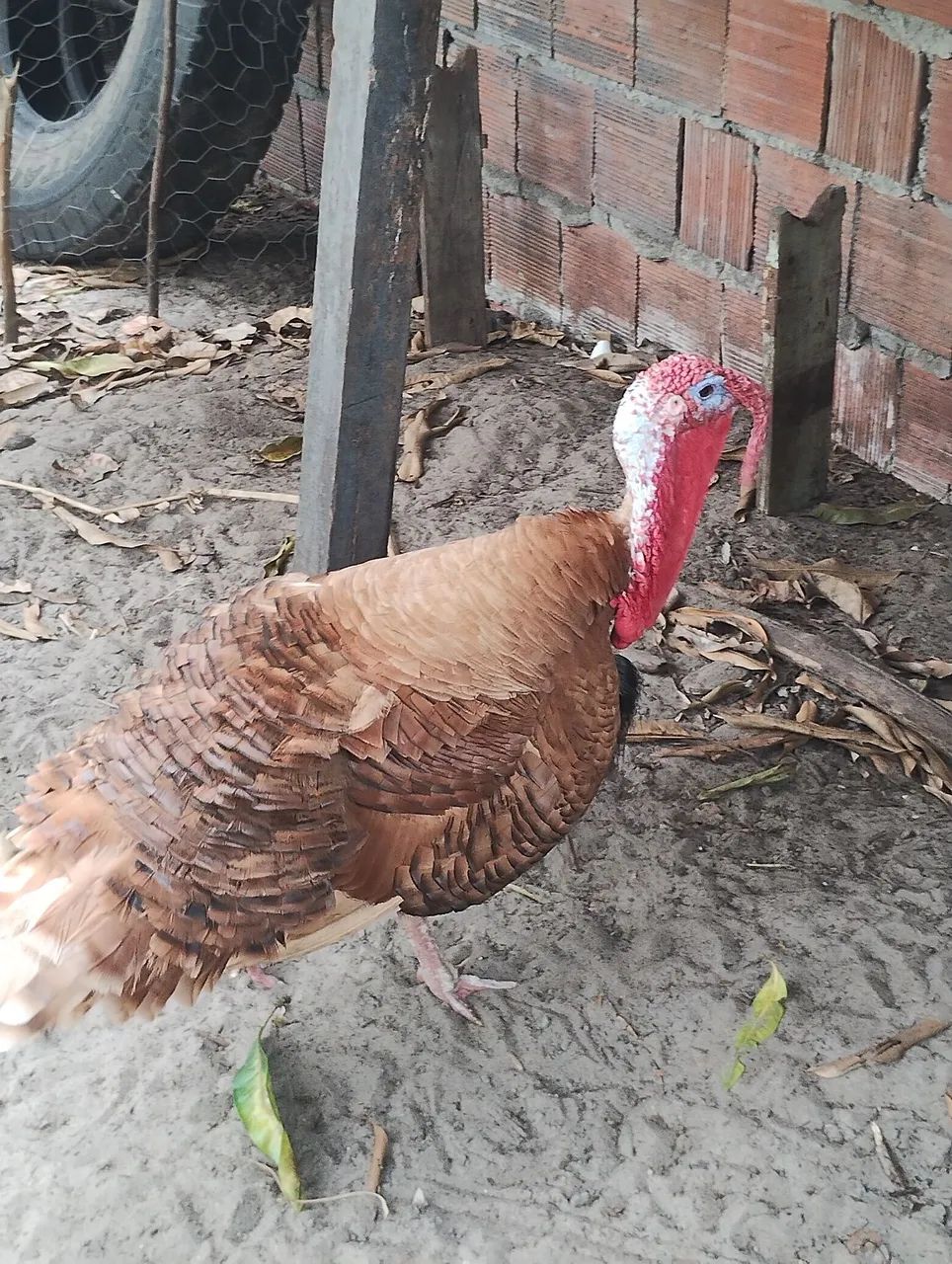 Vendo e troco casal de peru reprodutor 