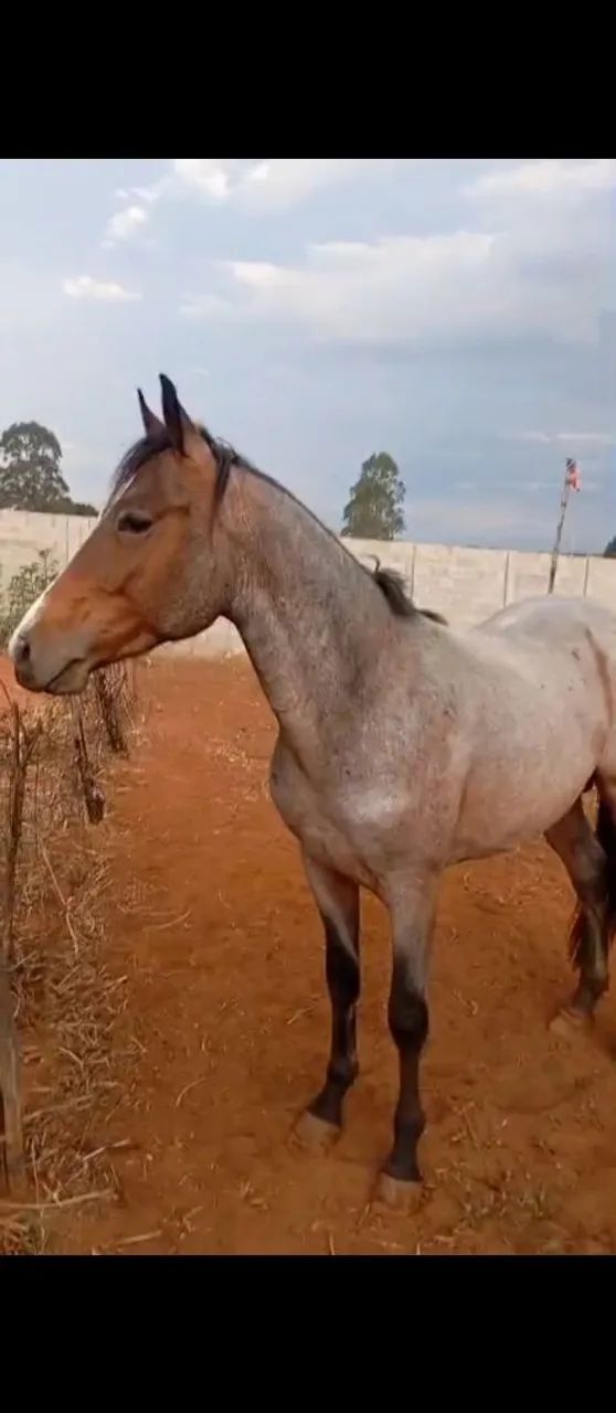 cavalo quarto de milha  - Foto 2