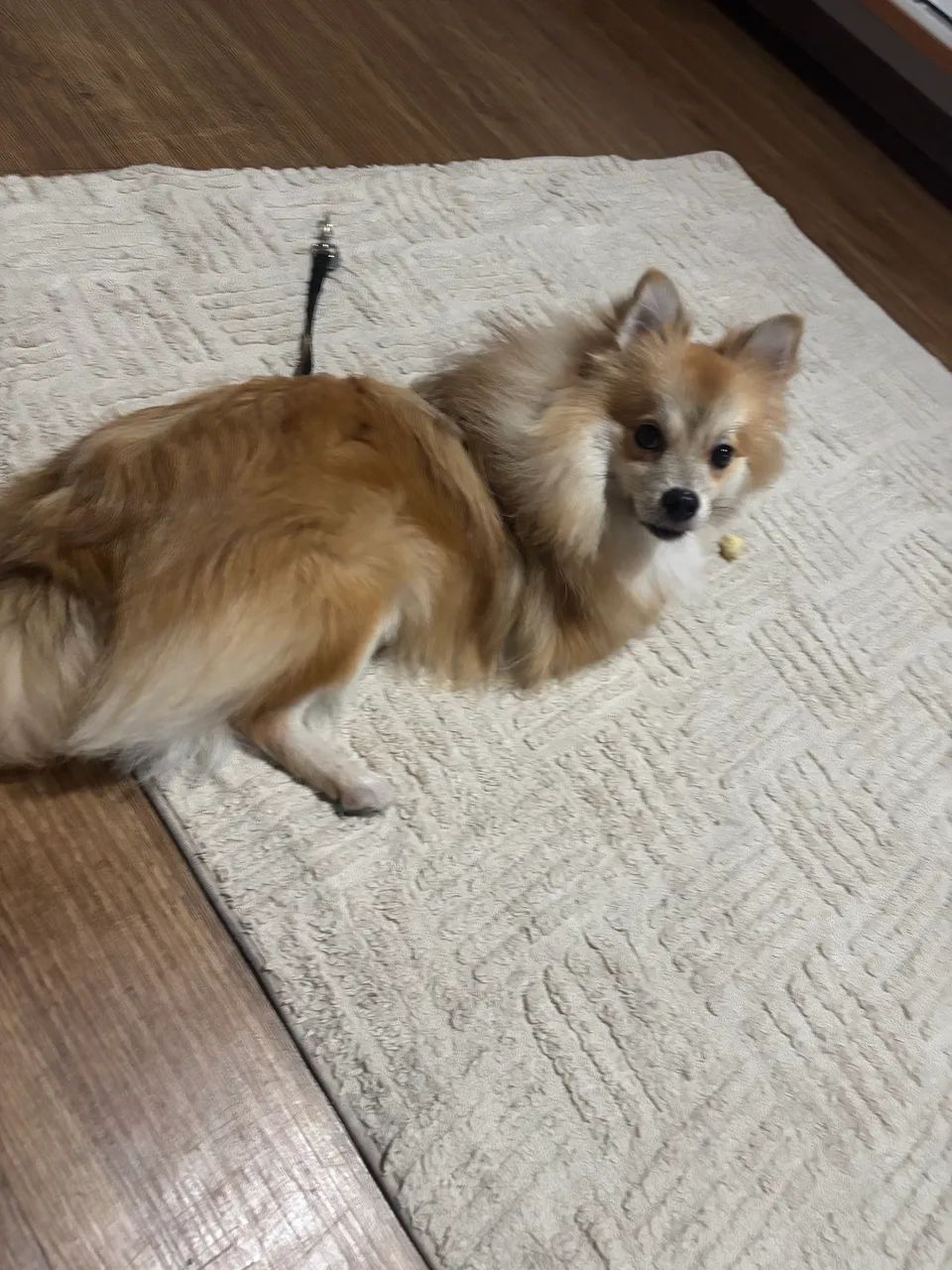 Spitz alemão
