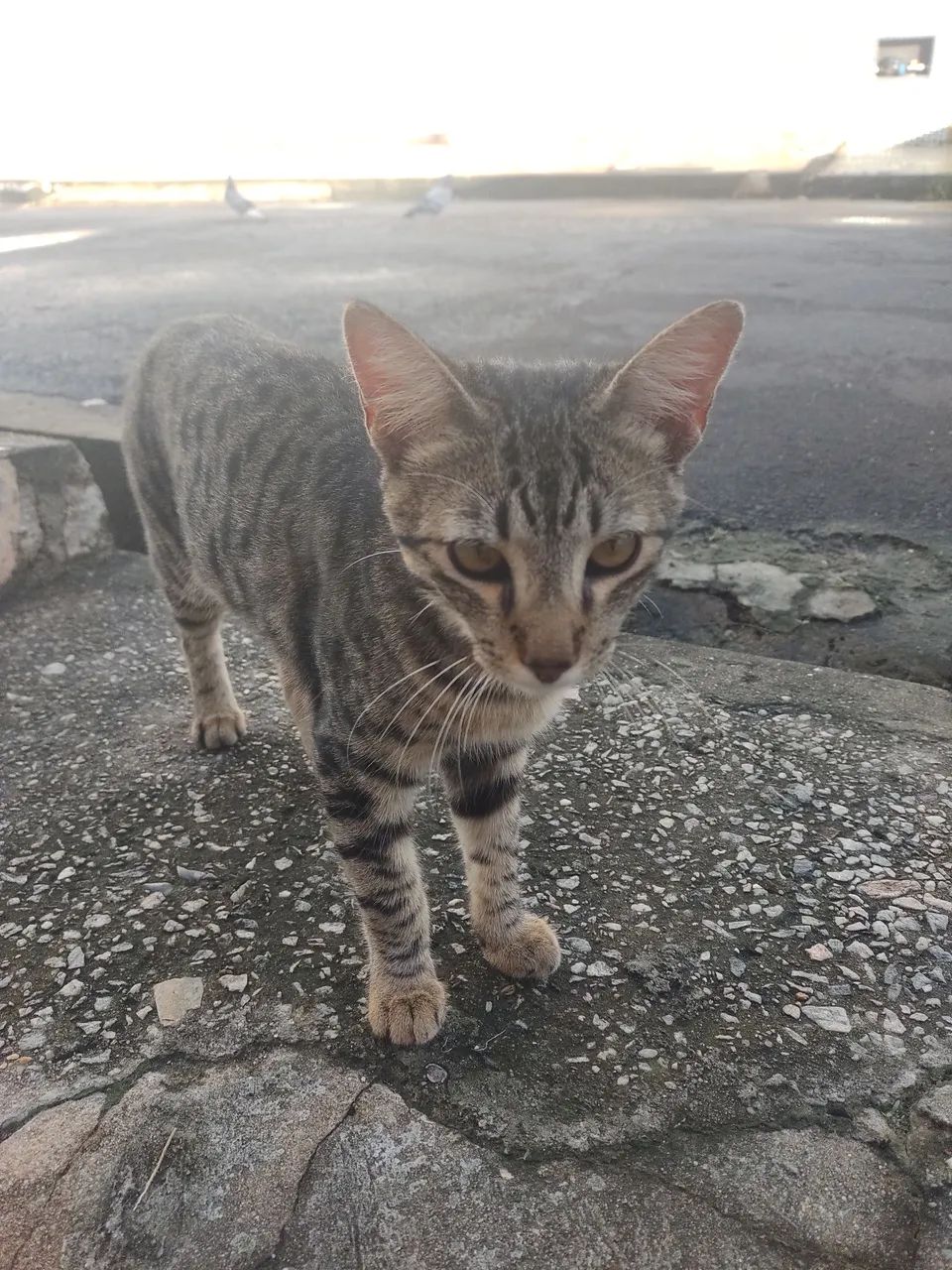 Doação de gato - Foto 4