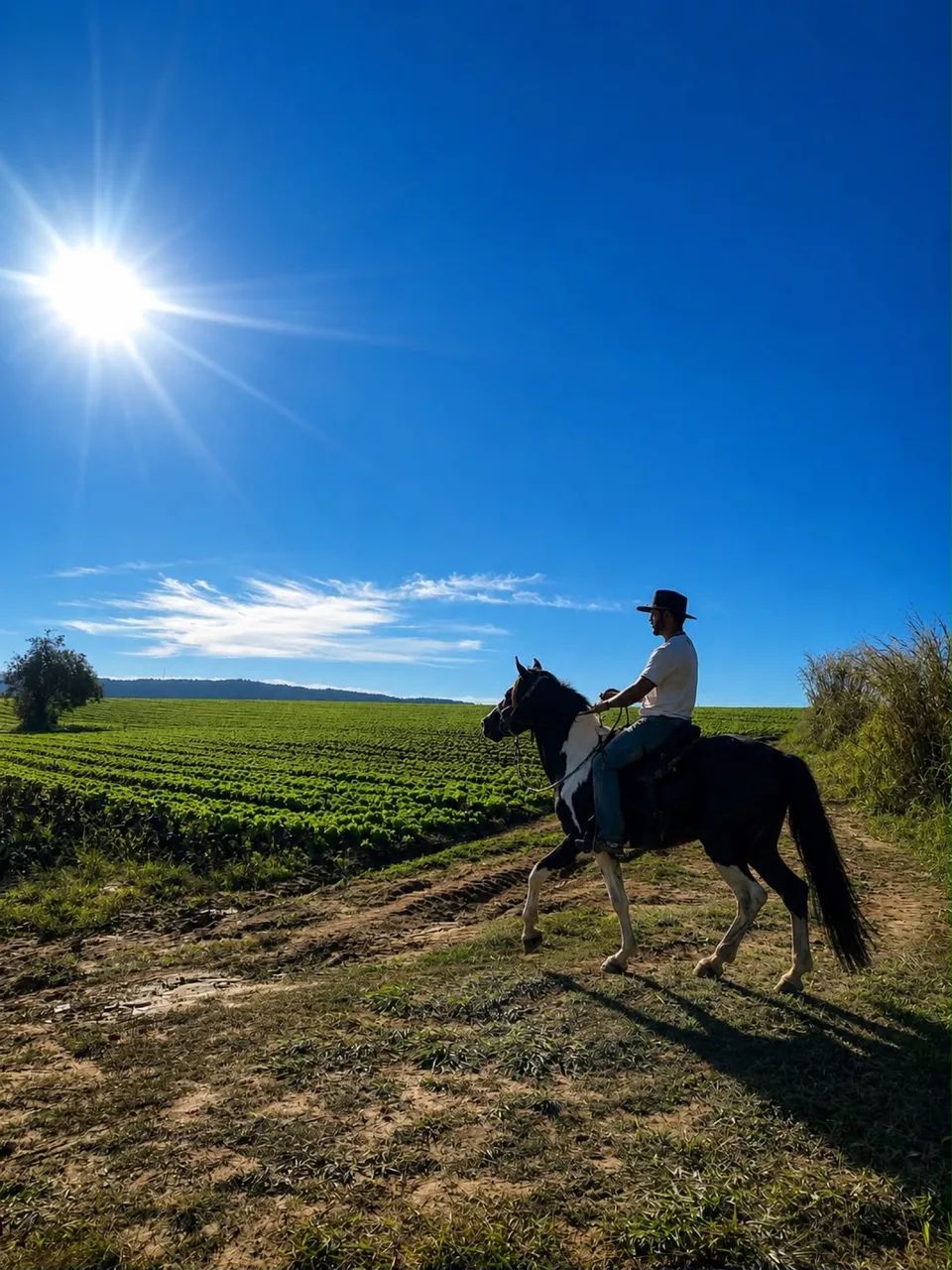 Cavalo