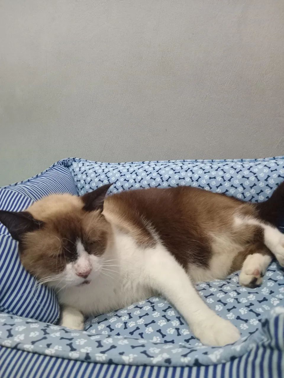 gatinho para adoção - Foto 6