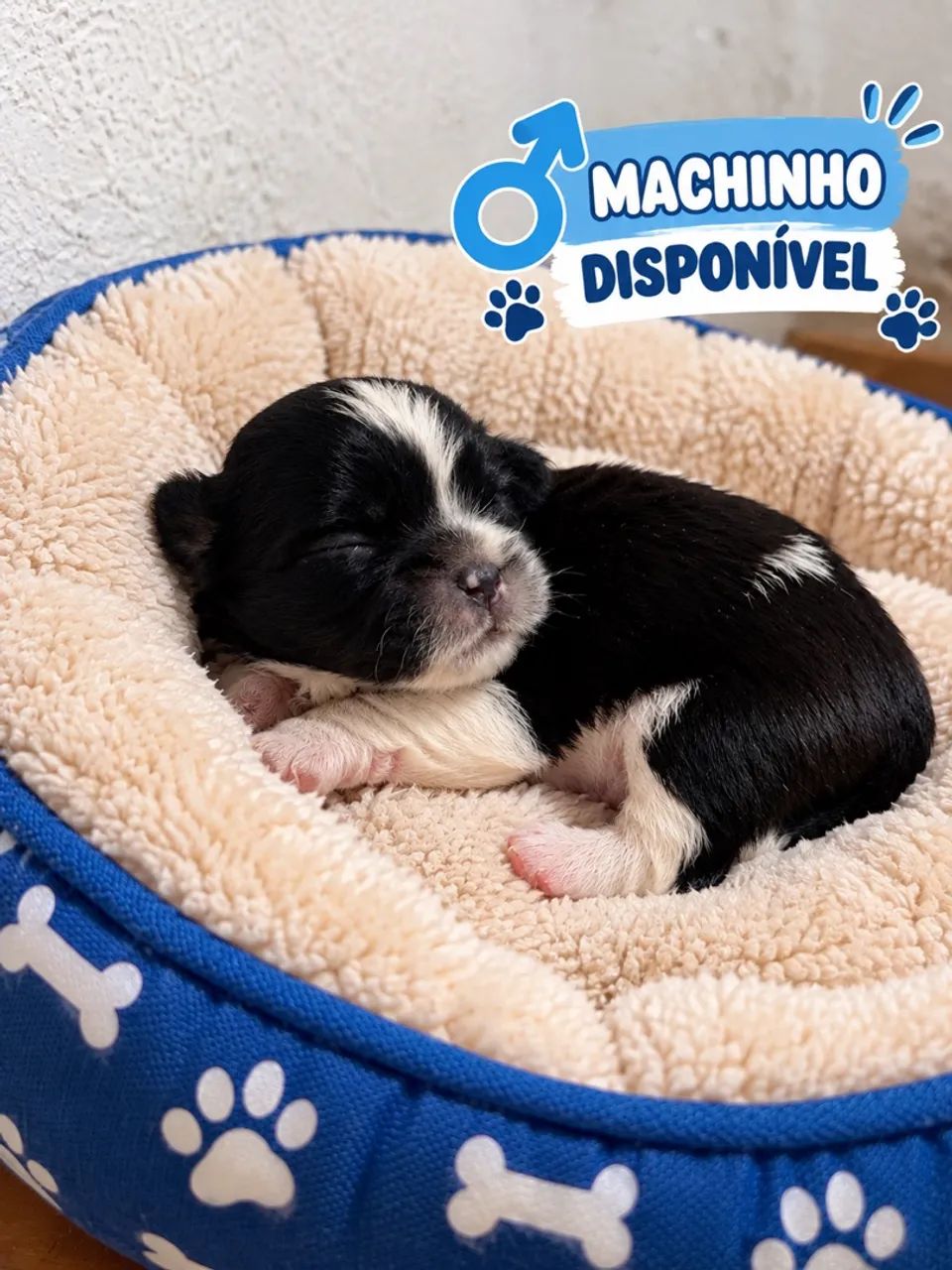Shitzu macho  - Foto 2