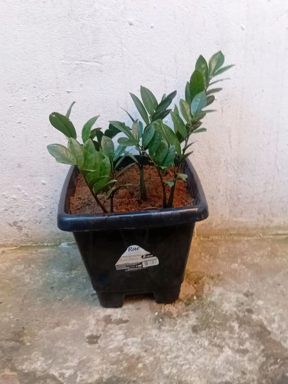 Vendo com vaso  - Foto 5