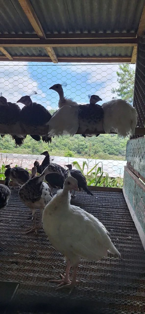 Algumas aves disponíveis para venda  - Foto 6