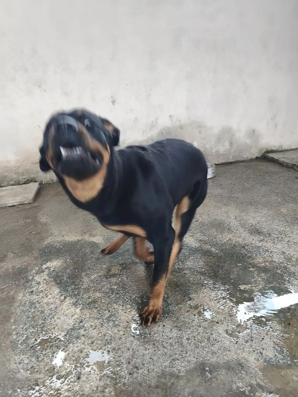 Doação de Rotweiller  - Foto 5