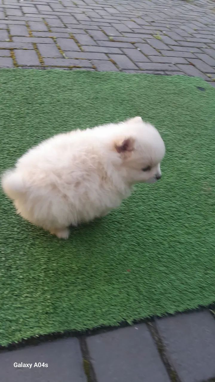 Spitz alemão macho - Foto 2