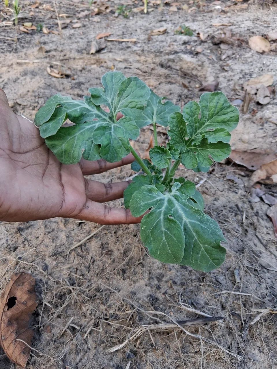 Mudas de plantas