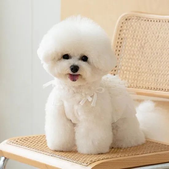 Bichon Frise 