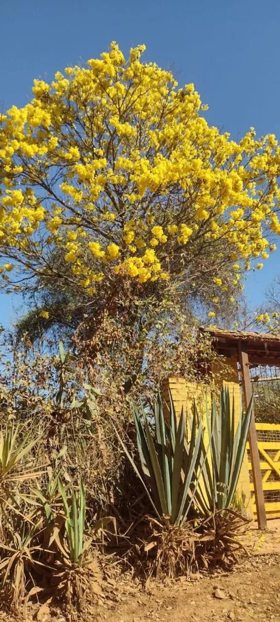 VENDO SITIO 5000m2 Ou TROCO POR IMÓVEL 