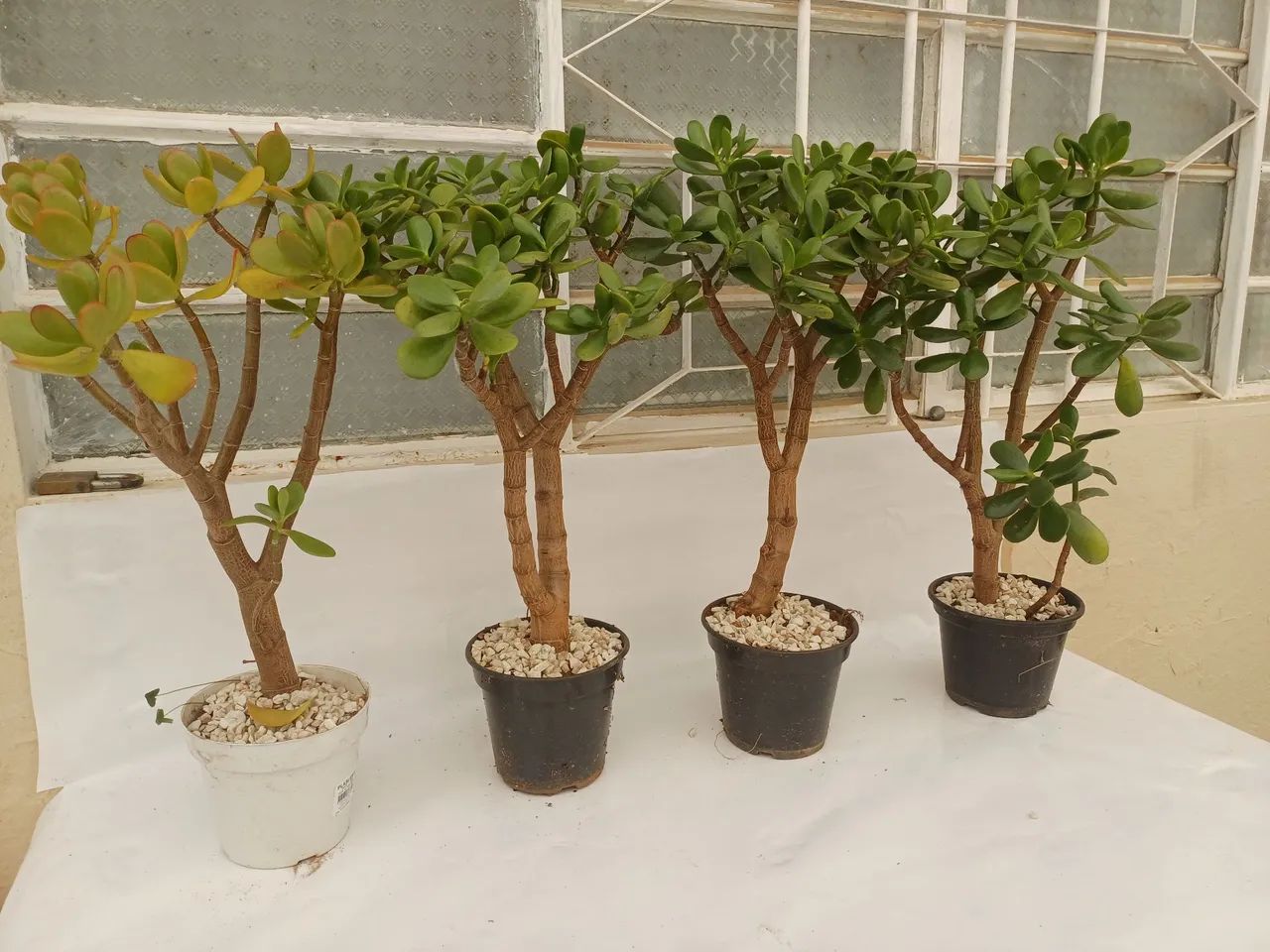 Planta Jade - Foto 3