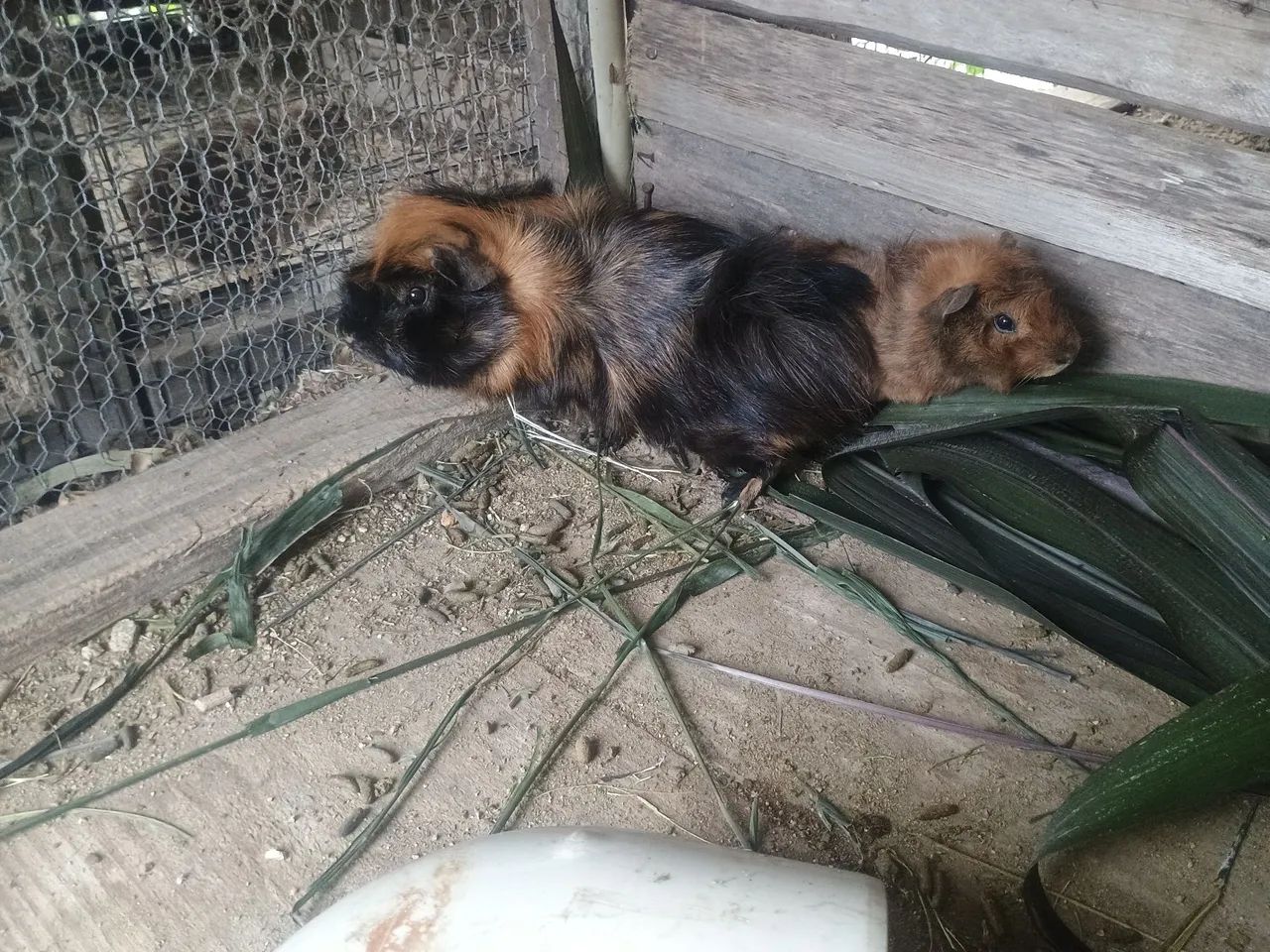 Porco da índia  - Foto 3