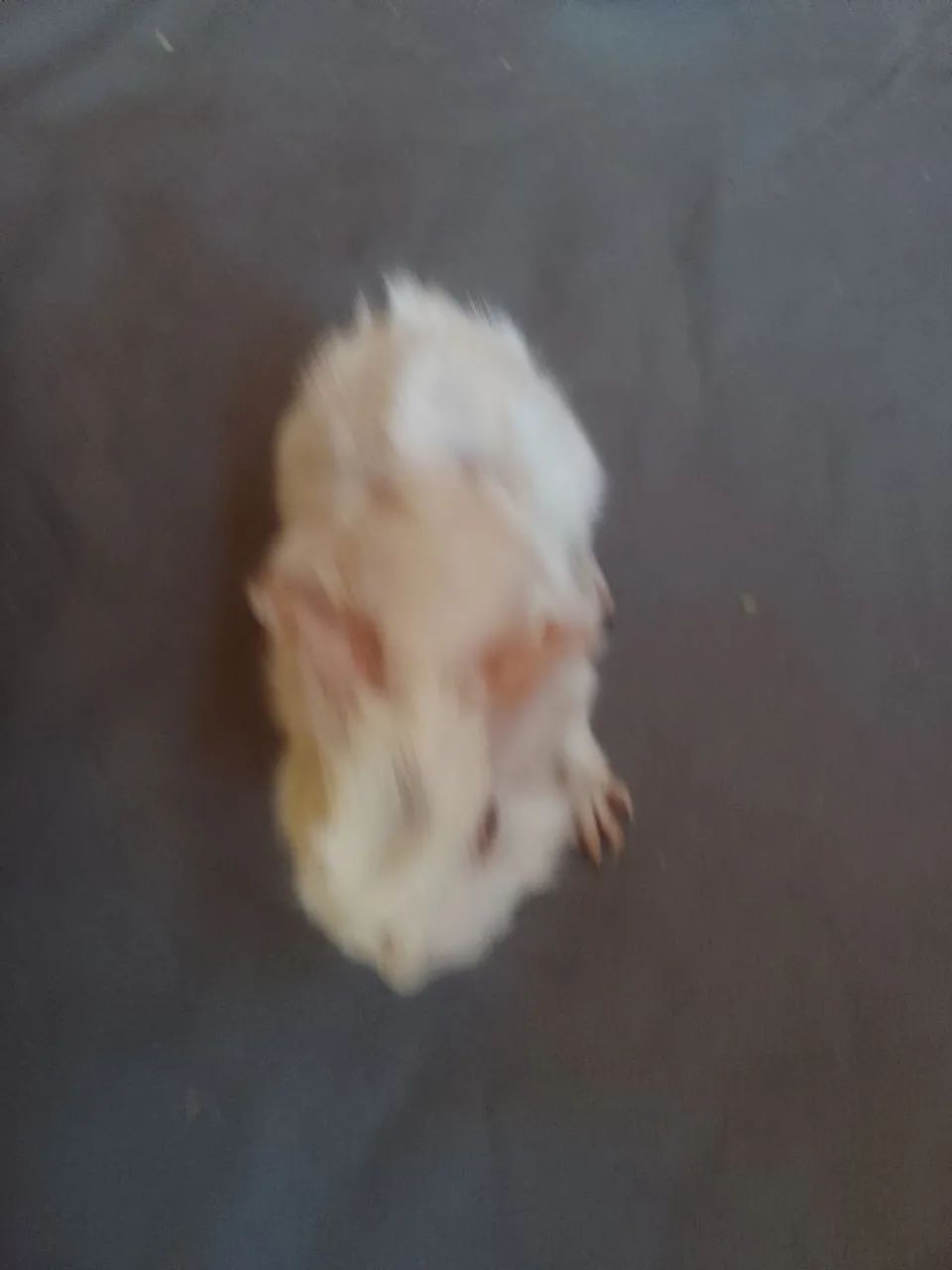 Porquinho da Índia  85 - Foto 5