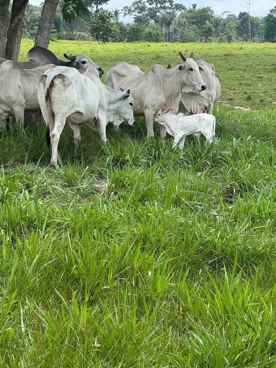 Venda de gado  - Foto 3
