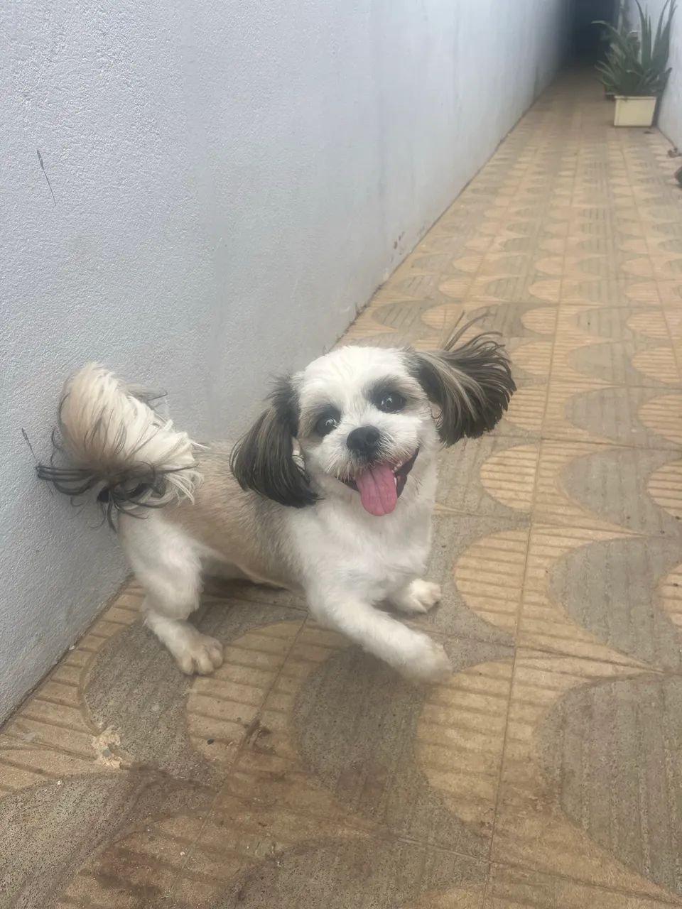 Cão Shih Tzu - Foto 2