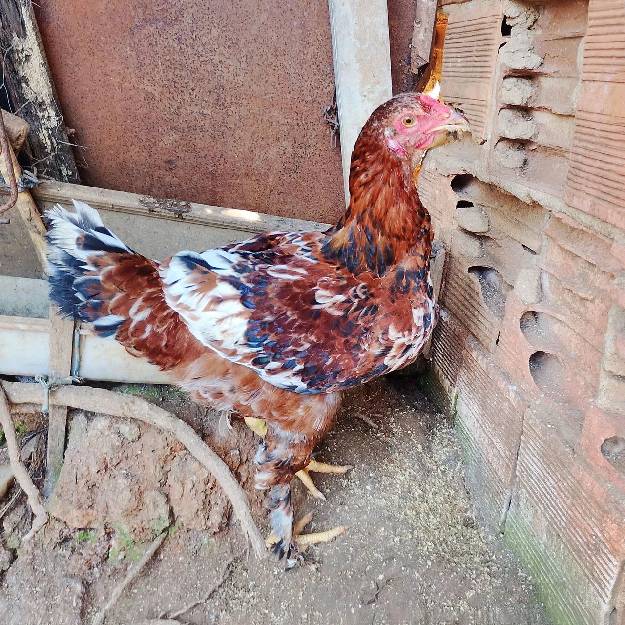 Frango 5 meses caipira 