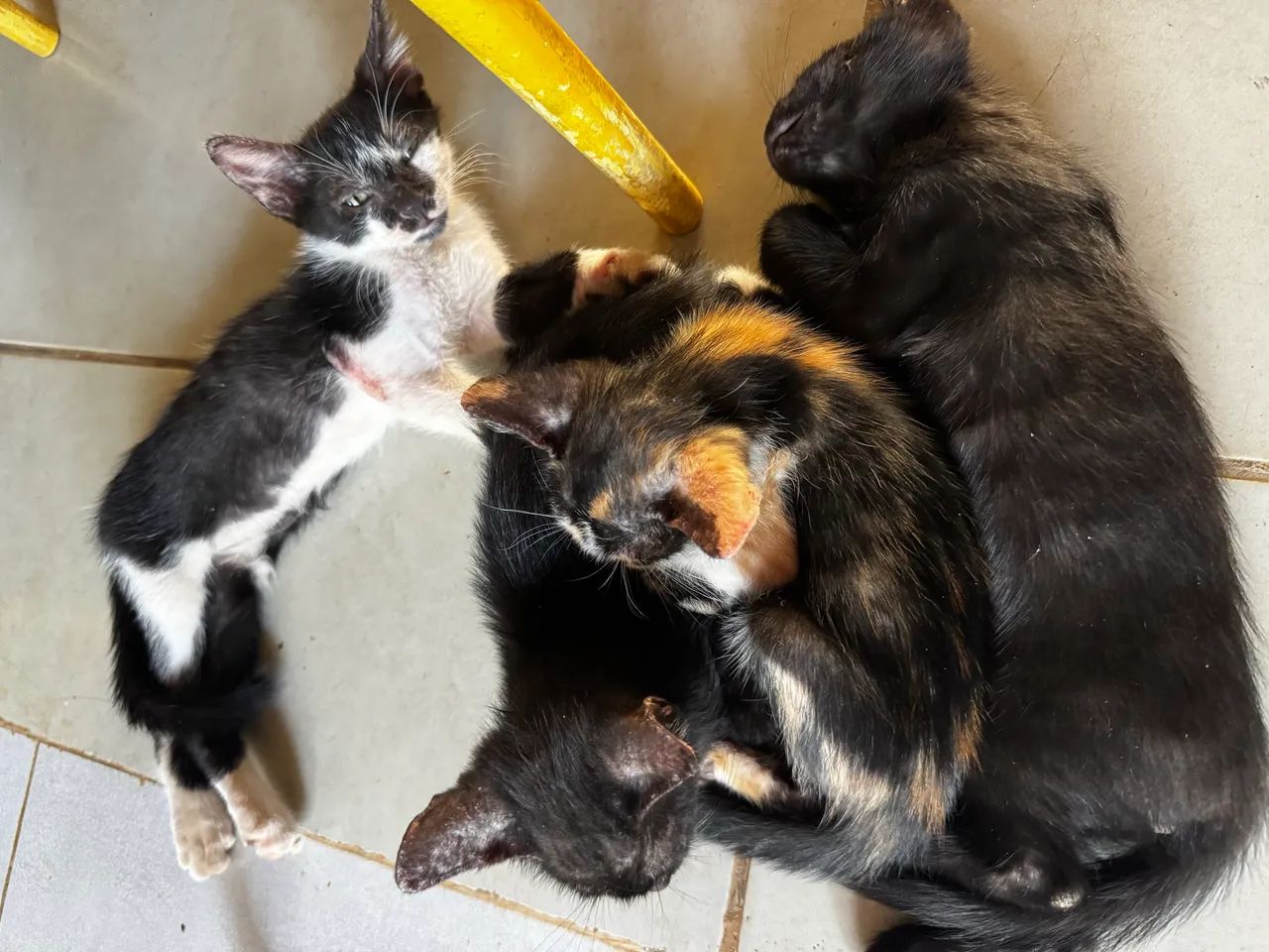 Gatinhos 2 meses para doação 