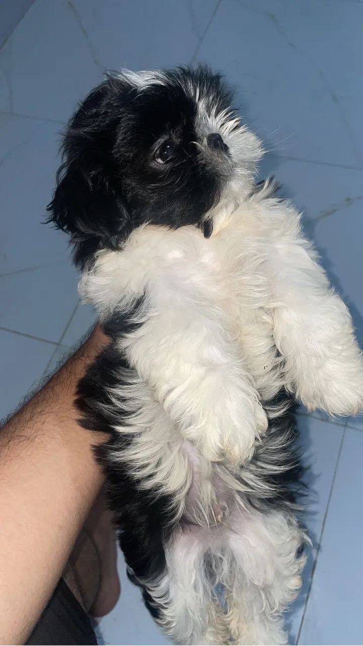 Shih tzu macho  - Foto 4