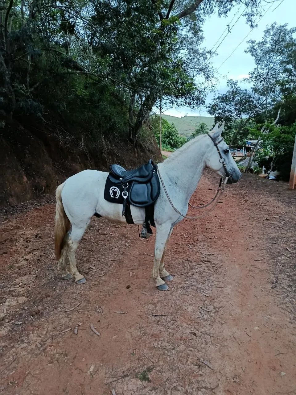 Cavalo macha batida  - Foto 2