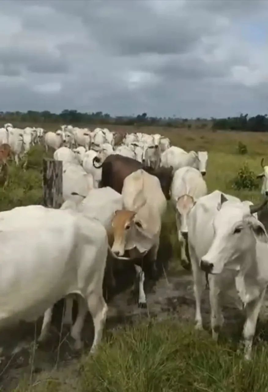 Bezerra é vacas nelore - Foto 2