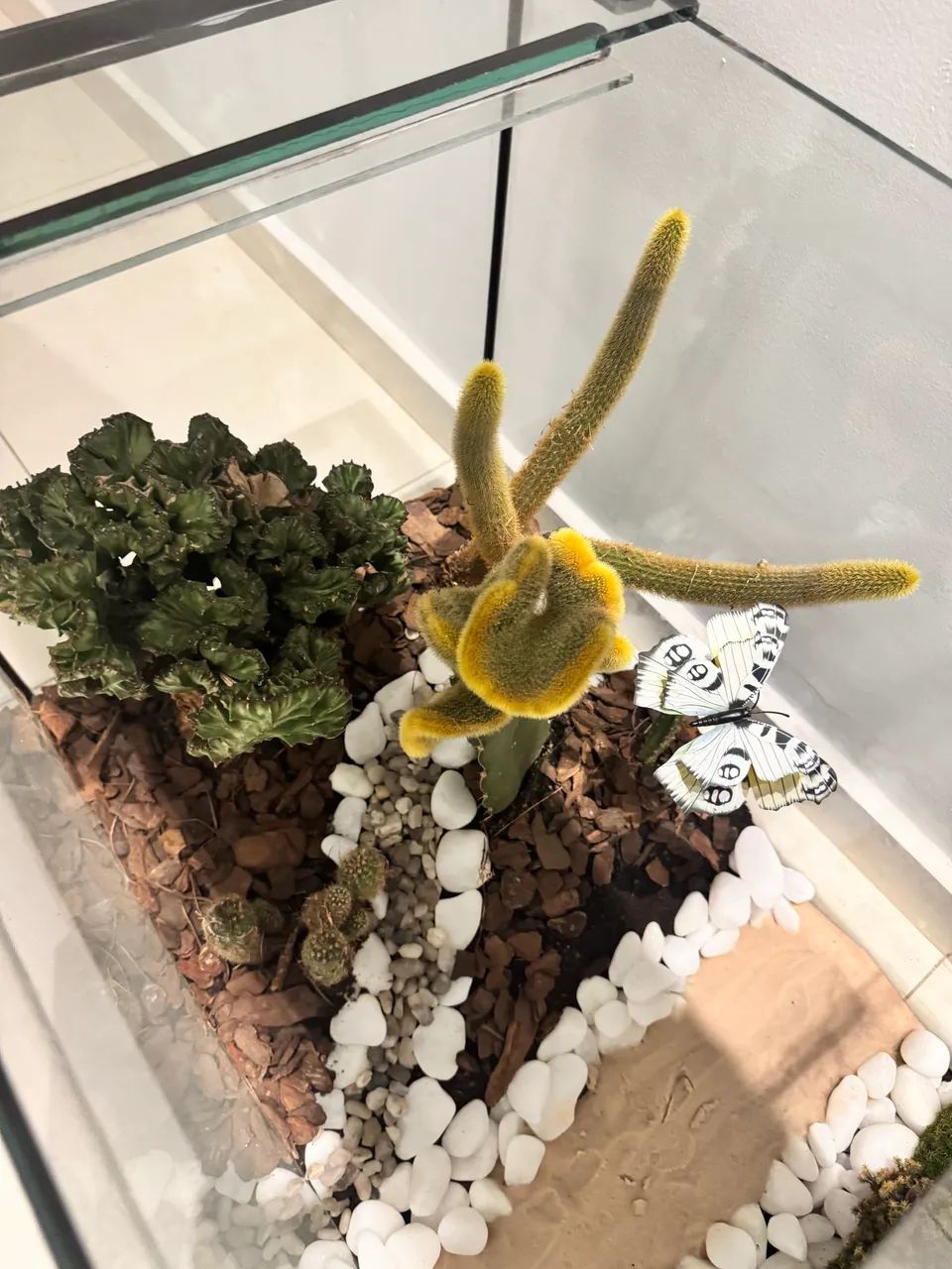 Terrário  - Foto 4