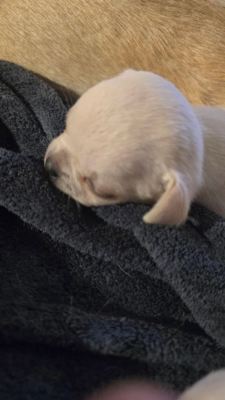 Filhote de chiuahua  - Foto 3