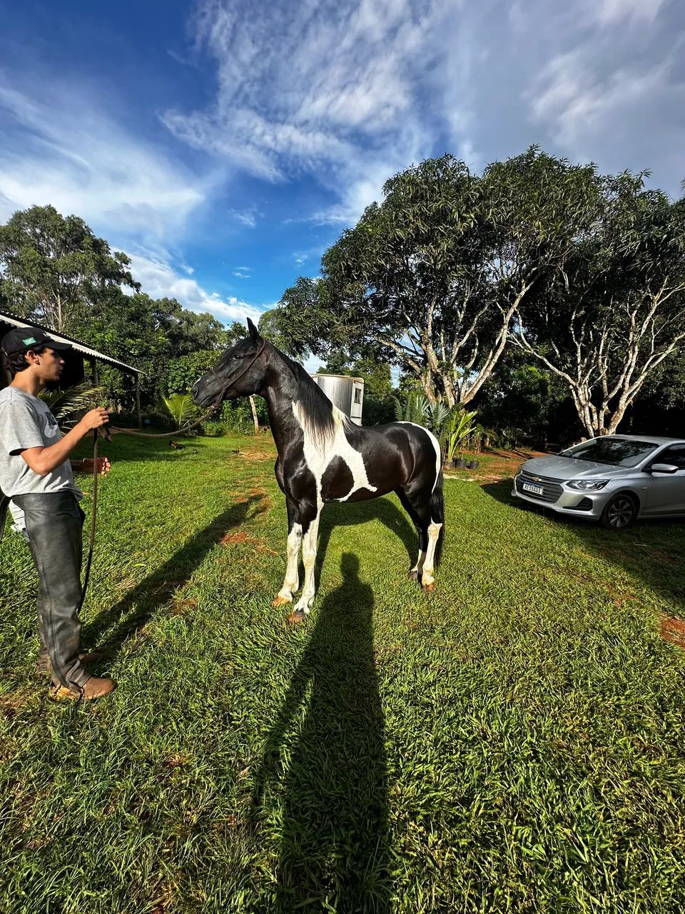 Cavalo Mangalarga Marchador