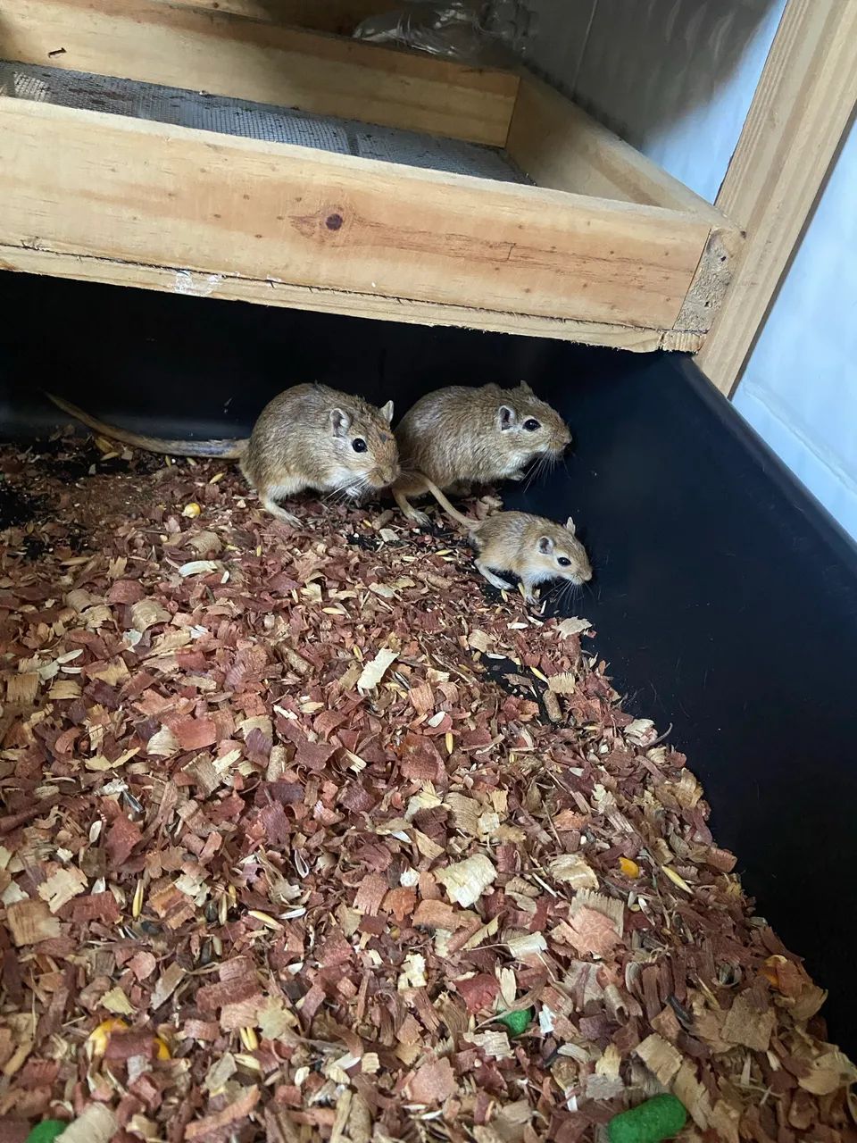 Casal de esquilo da Mongólia  - Foto 4