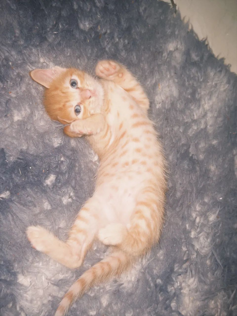 Adoação responsável  - Foto 2