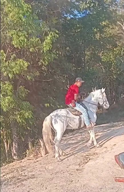 Cavalo