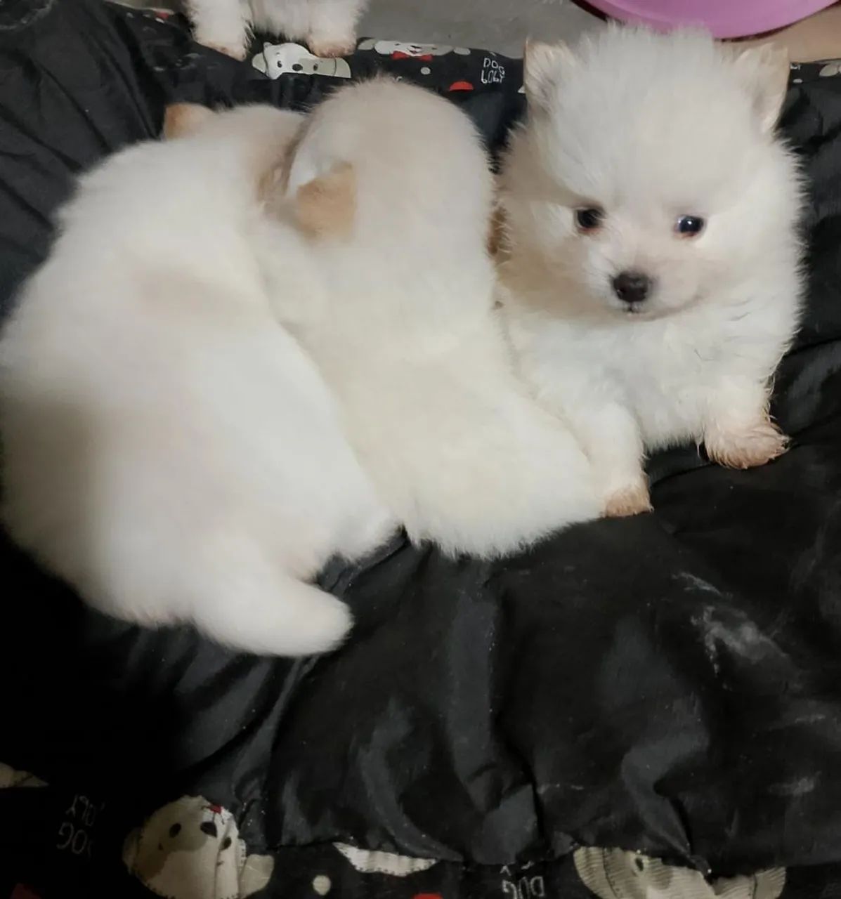 Spitz alemão  - Foto 3