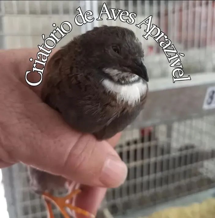 18 Ovos de codornas chinesinha para incubação  - Foto 6