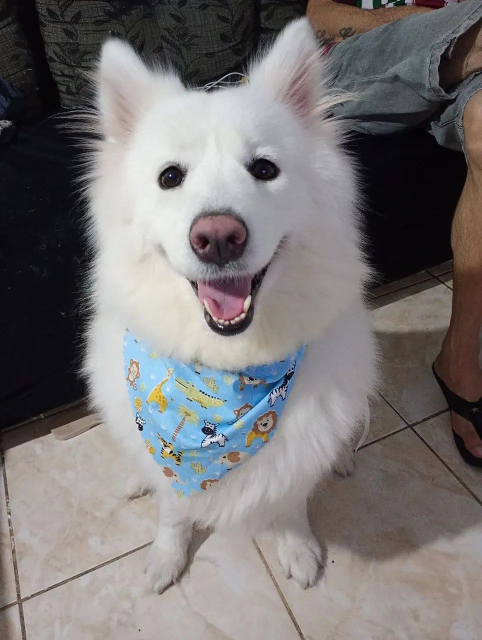 Procuro um cachorro macho da mesma raça pra minha cachorrinha  - Foto 5
