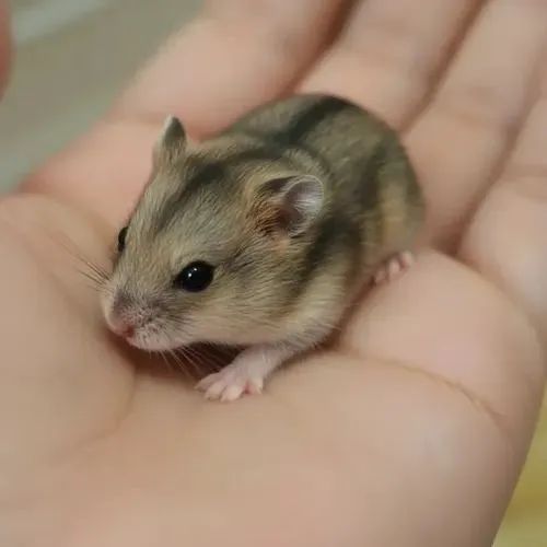 Hamister chines