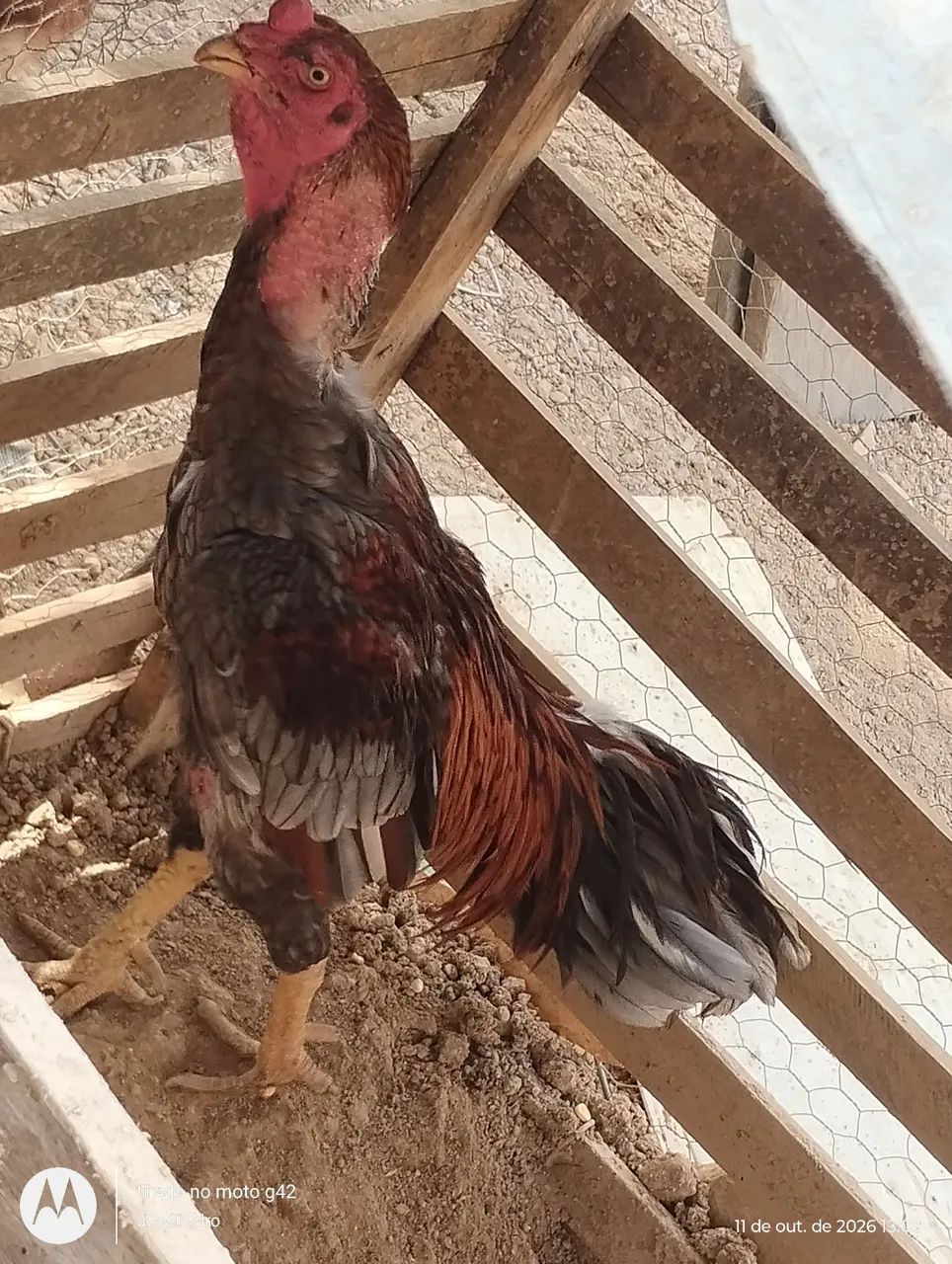 Vendo galo carioca 
