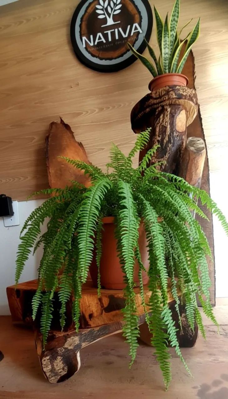 Mesa em Mogno - Foto 3