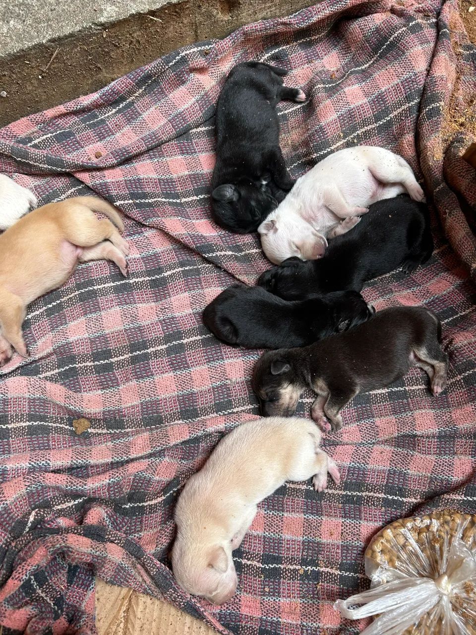 Doação de cachorrinhos 