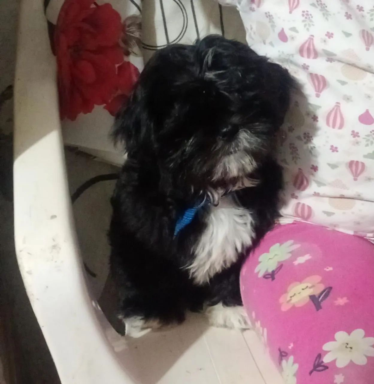 Shitzu preto, Macho