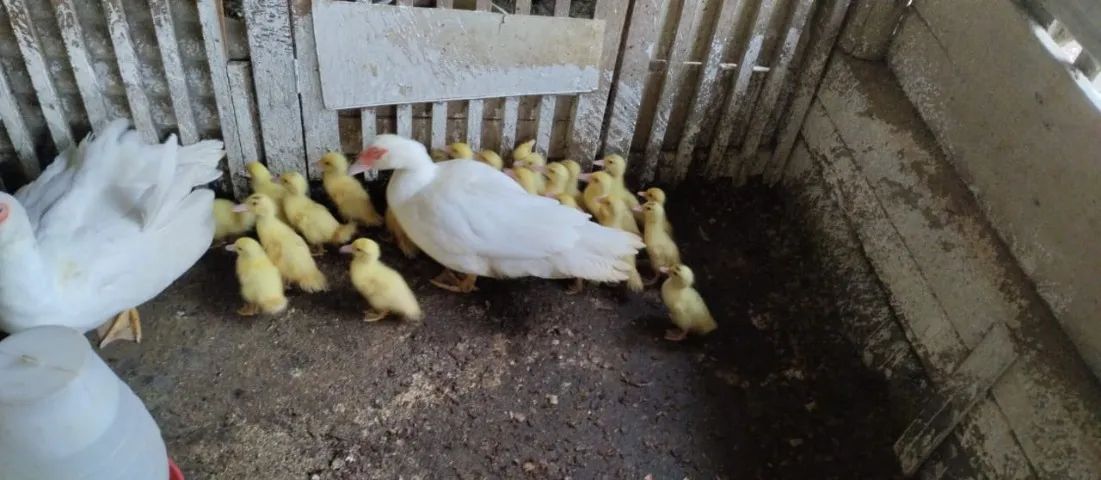 Patos 